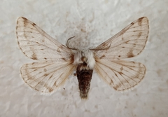 Lycia alpina