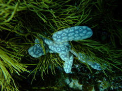 Botrylloides perspicuus