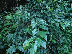 Maesa perlaria formosana