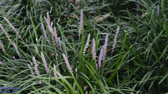 Liriope muscari