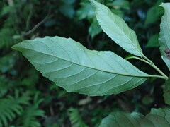 Maesa perlaria formosana