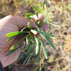 Protea scolymocephala