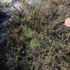 Protea scolymocephala