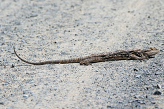 Pogona barbata
