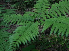 Pteris wallichiana