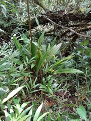 Phaius pulchellus sandrangatensis