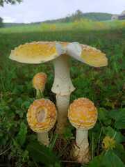 Amanita