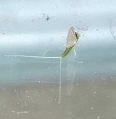 Ephemeroptera