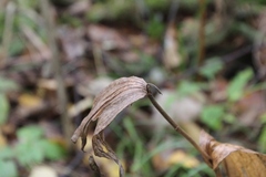 Cypripedium calceolus