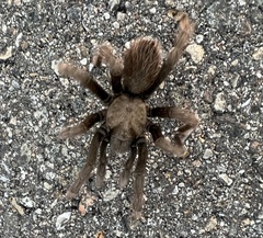 Aphonopelma iodius
