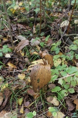Cypripedium calceolus