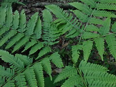 Pteris wallichiana