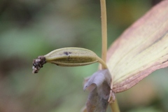 Cypripedium calceolus
