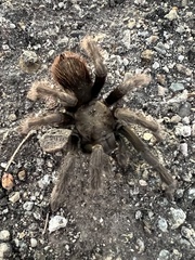 Aphonopelma iodius