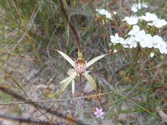Caladenia varians