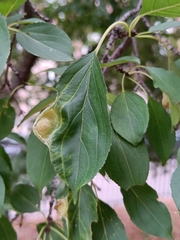 Trichochermes walkeri