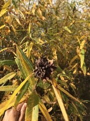 Rabdophaga rosaria
