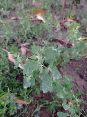 Chenopodium opulifolium