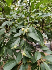 Trichochermes walkeri