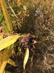 Rabdophaga rosaria