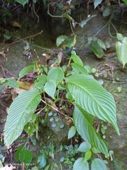 Rhynchoglossum obliquum