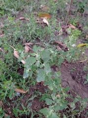 Chenopodium opulifolium