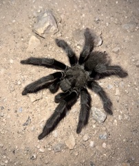 Aphonopelma iodius