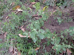 Chenopodium opulifolium