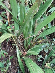 Phaius pulchellus sandrangatensis