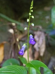 Rhynchoglossum obliquum