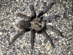 Aphonopelma iodius