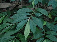 Elatostema lineolatum