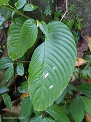 Rhynchoglossum obliquum