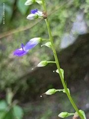 Rhynchoglossum obliquum