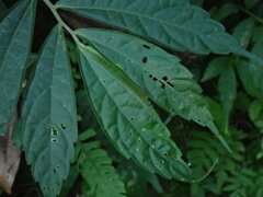 Elatostema lineolatum