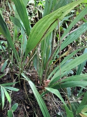 Phaius pulchellus sandrangatensis