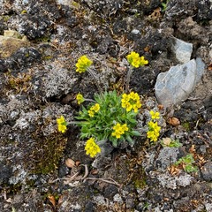 Draba corymbosa