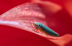 Graphocephala atropunctata