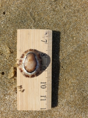 Cellana ornata