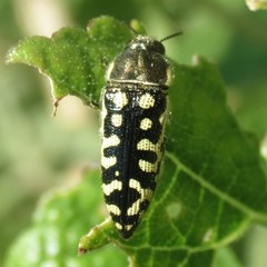 Acmaeodera solitaria