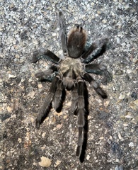 Aphonopelma iodius