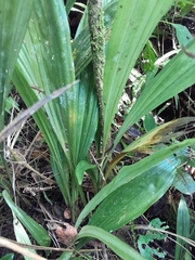 Phaius pulchellus sandrangatensis
