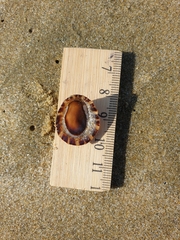Cellana ornata