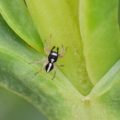 Heliophanus pistaciae