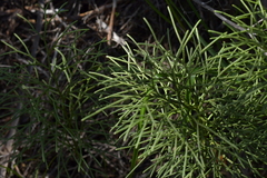 Lycopodium deuterodensum
