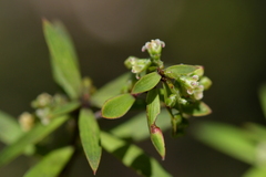 Leucopogon fasciculatus