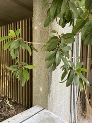 Photinia serratifolia