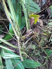 Phaius pulchellus sandrangatensis