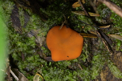 Scutellinia