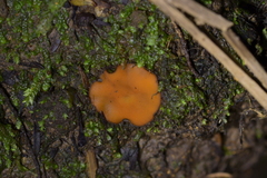 Scutellinia